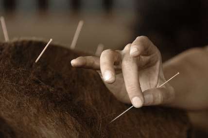 akupunktur för hästar