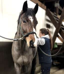 Massagebehandling av häst